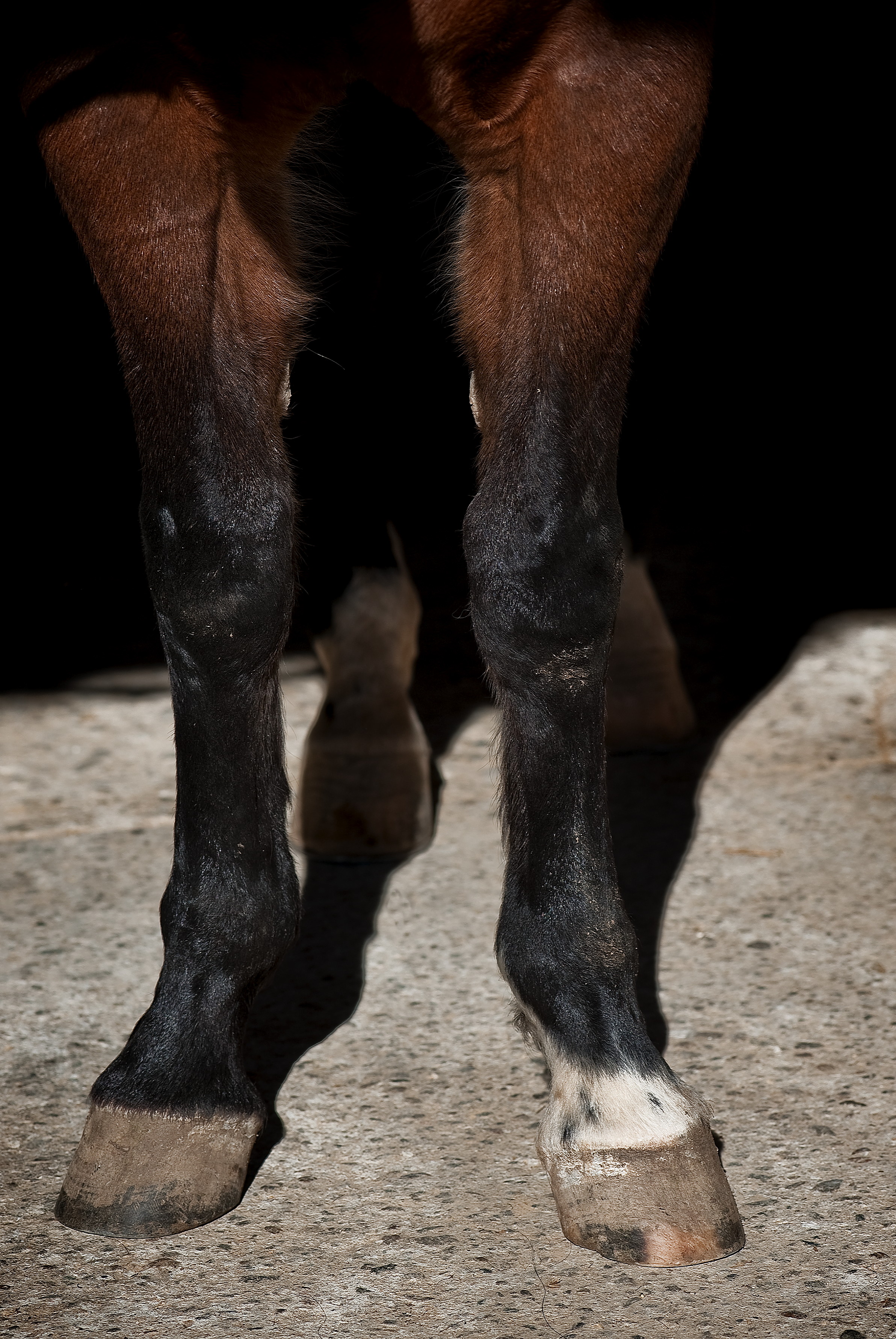 Essential Facts About Equine Blemishes